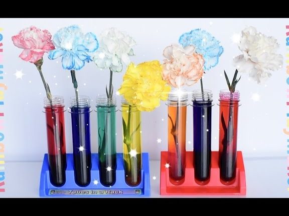 carnation colour lab