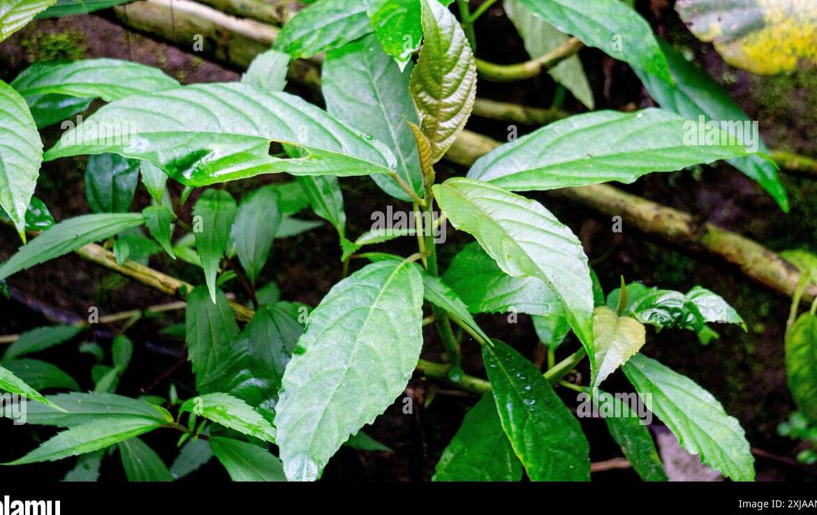 djelatang printing advertising