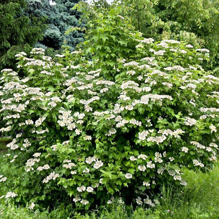 guelderrose enterprise