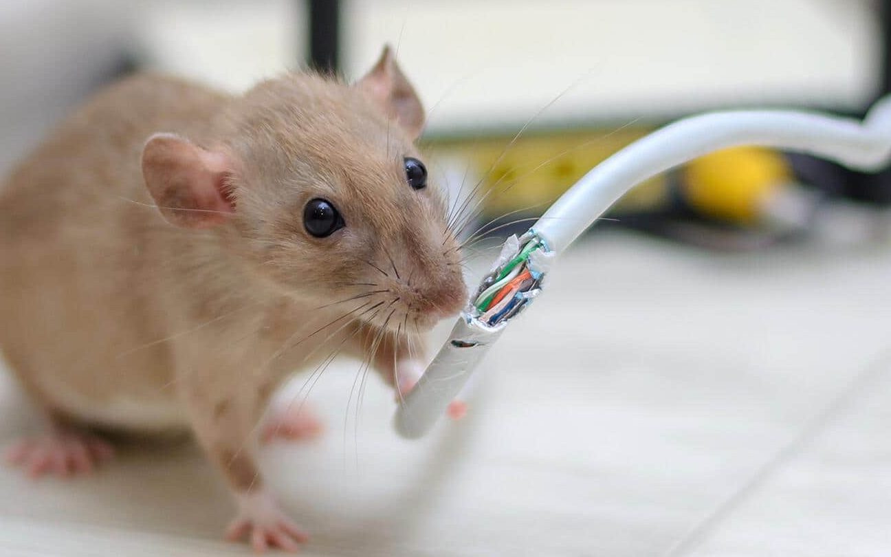 mice solution 1