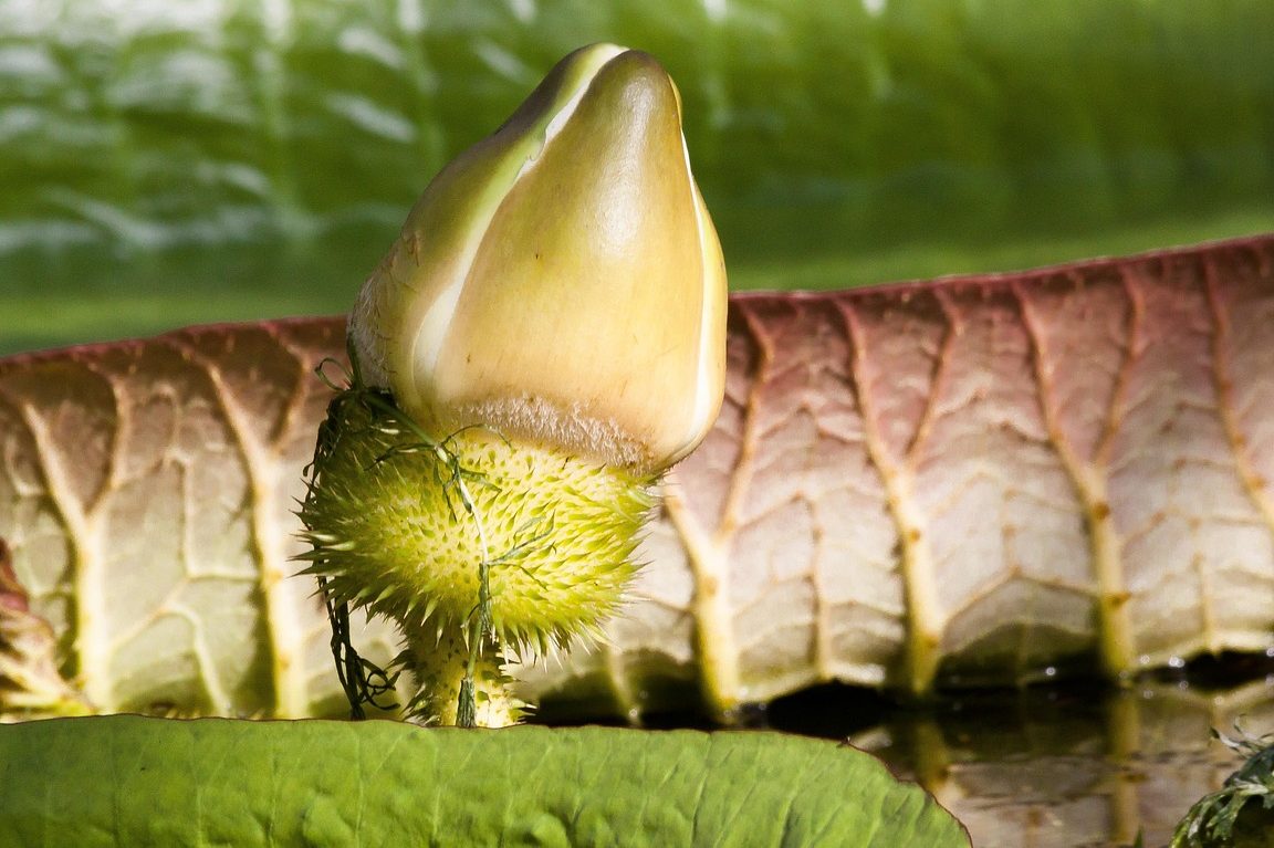 tunas teratai