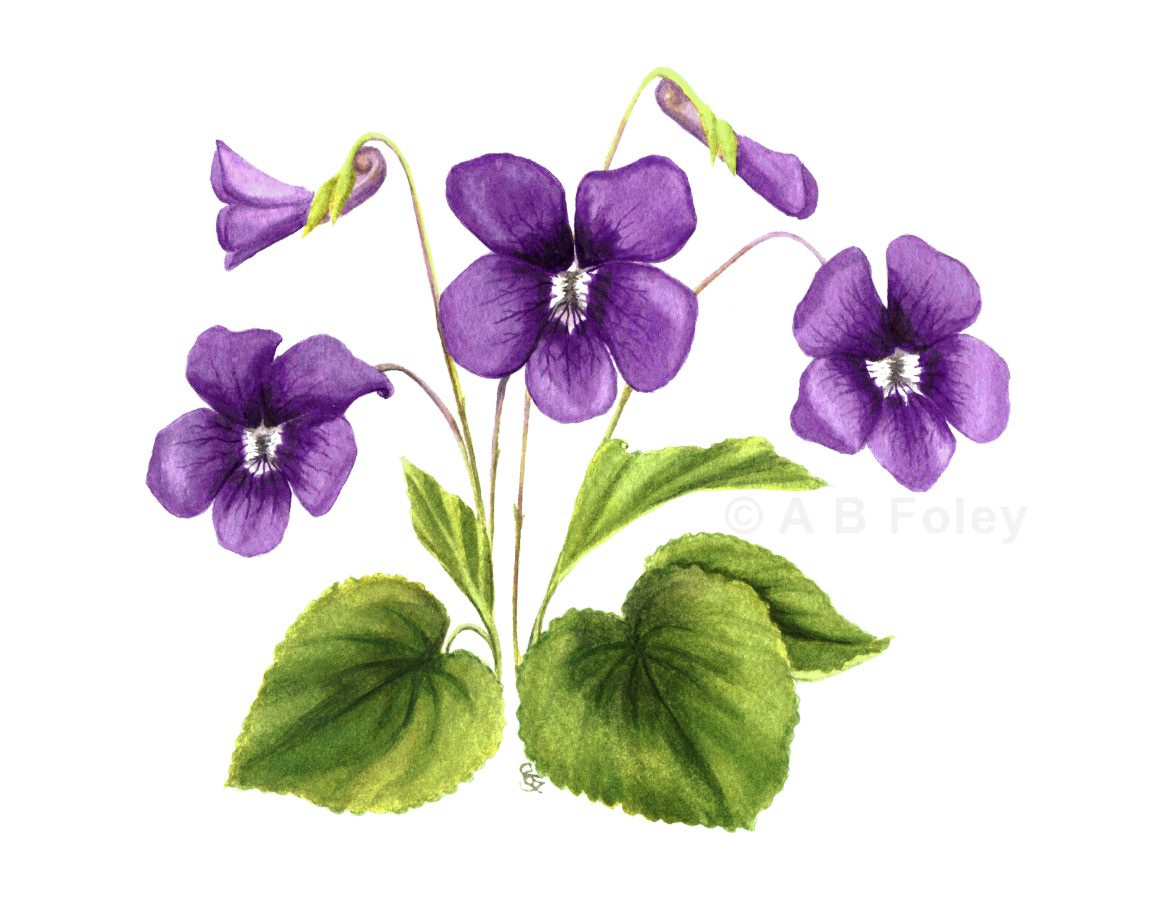 violet print
